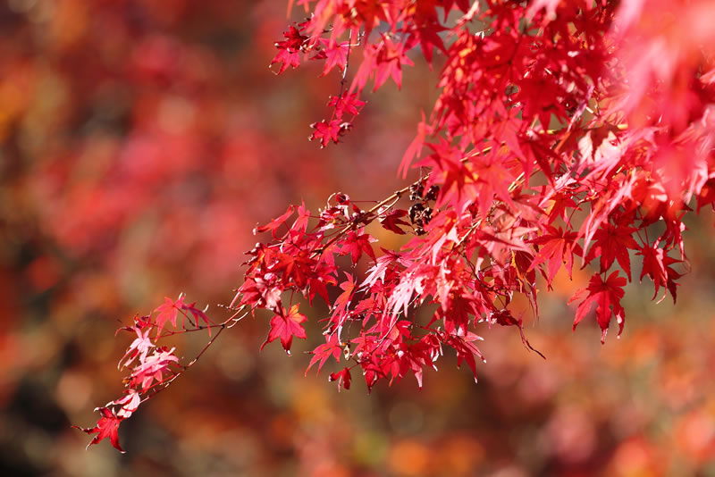 2020年岡山後楽園紅葉