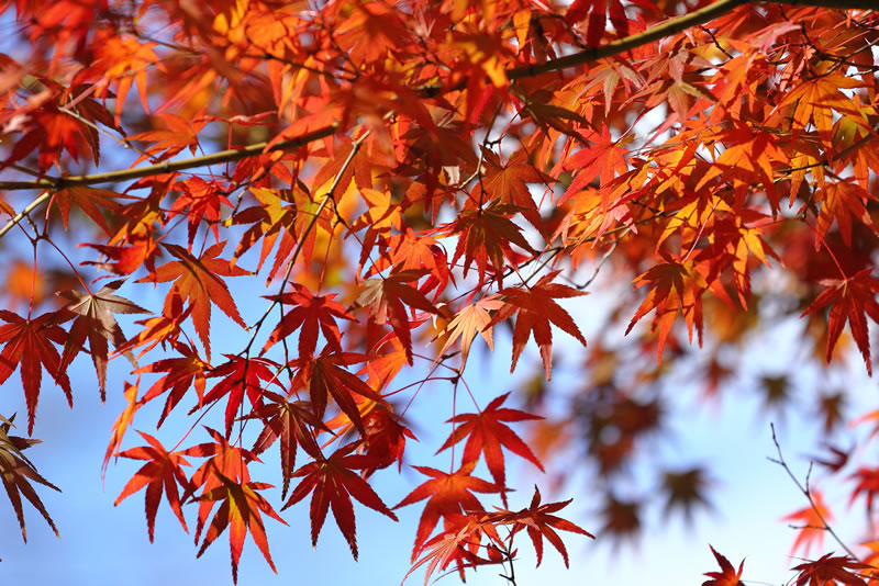 2020年岡山後楽園紅葉