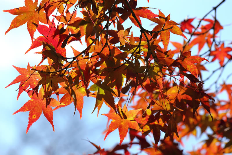 2020年岡山後楽園紅葉