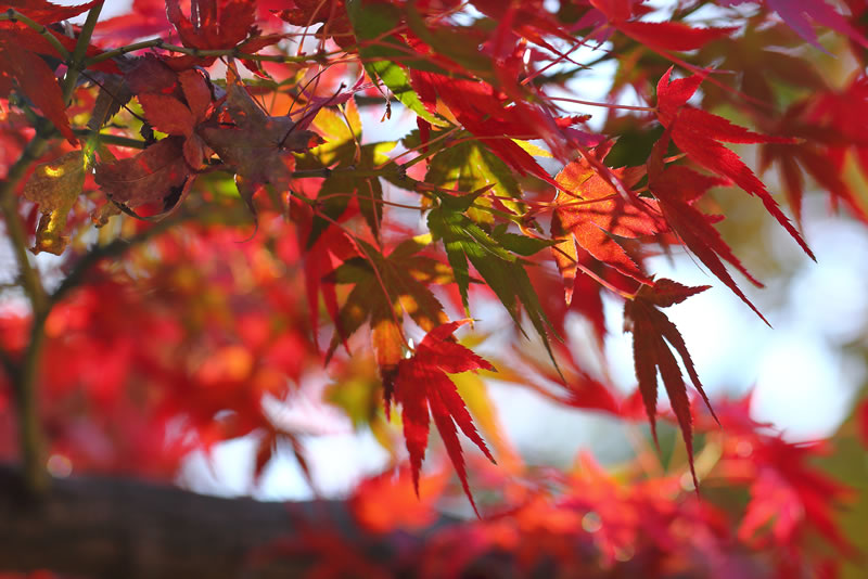 2020年岡山後楽園紅葉