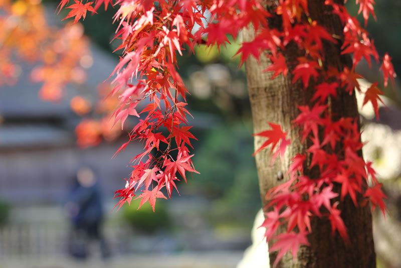 2020年岡山後楽園紅葉