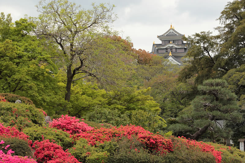 岡山後楽園　レンゲ