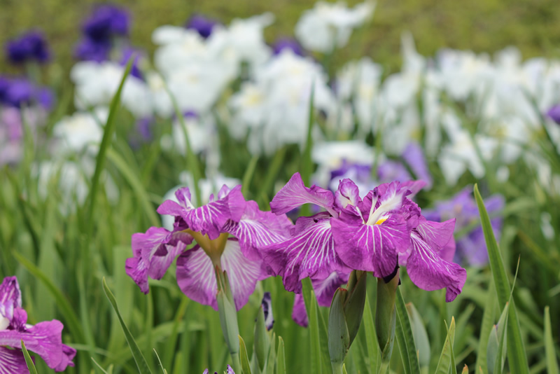 岡山後楽園　花菖蒲