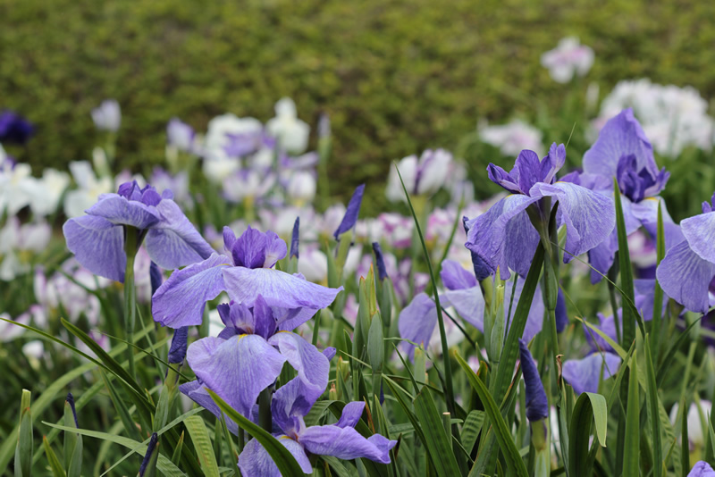 岡山後楽園　花菖蒲