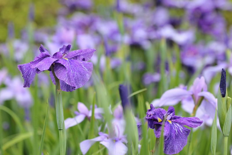 岡山後楽園　花菖蒲