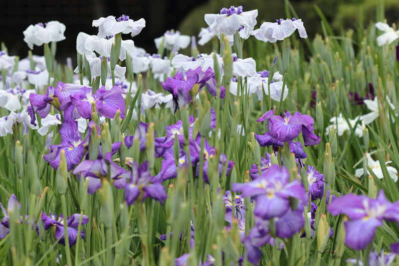 岡山後楽園　花菖蒲