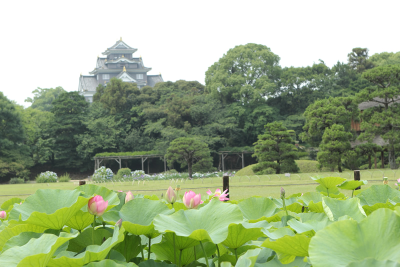 岡山後楽園　蓮