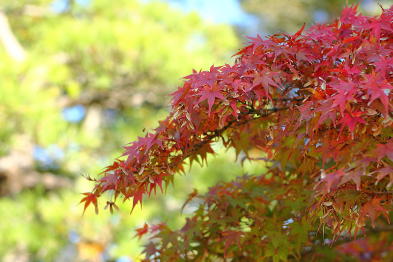 岡山後楽園　紅葉