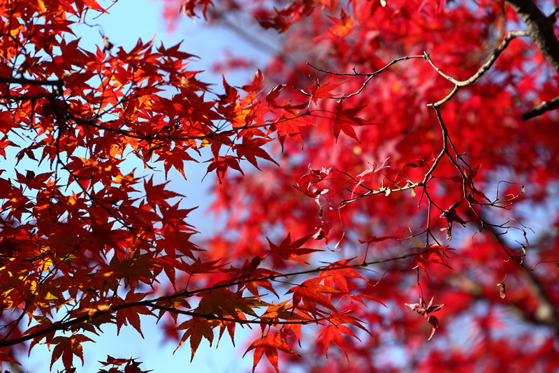 岡山後楽園　紅葉