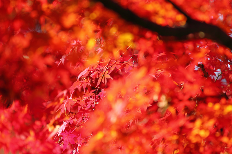 岡山後楽園　紅葉