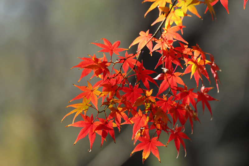 岡山後楽園　紅葉