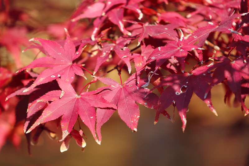 岡山後楽園　紅葉