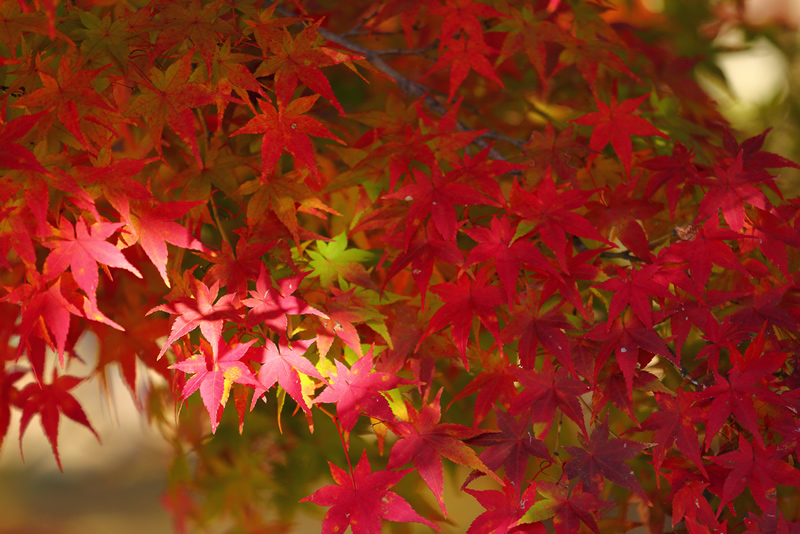 岡山後楽園　紅葉