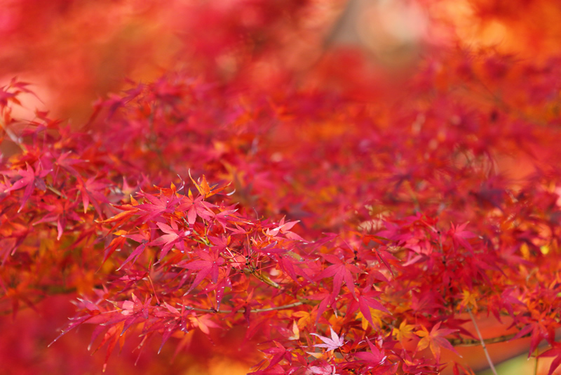 岡山後楽園　紅葉