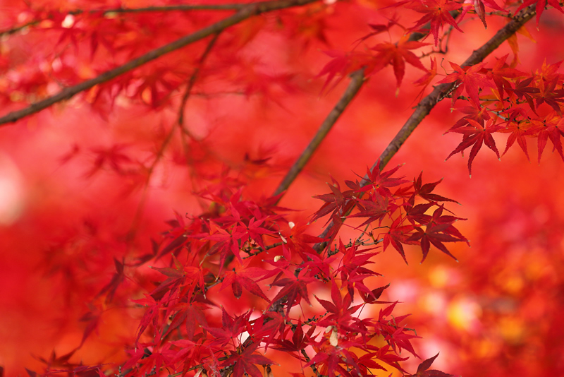 岡山後楽園　紅葉