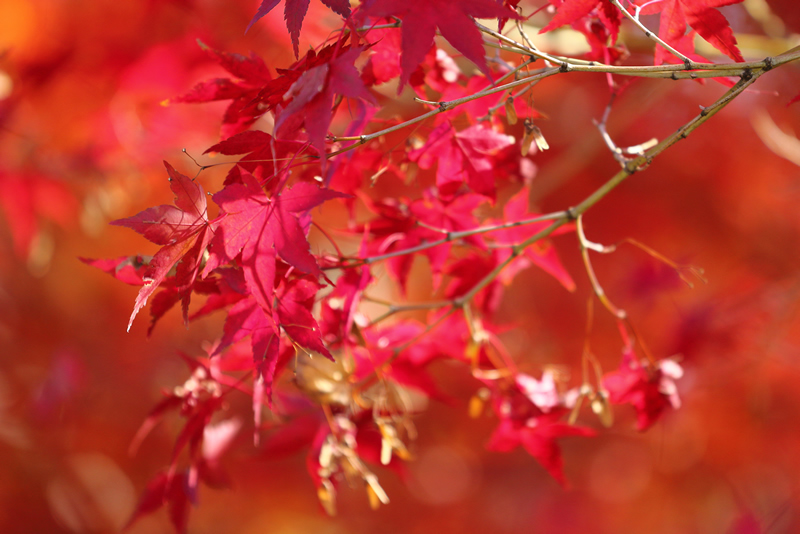 岡山後楽園　紅葉