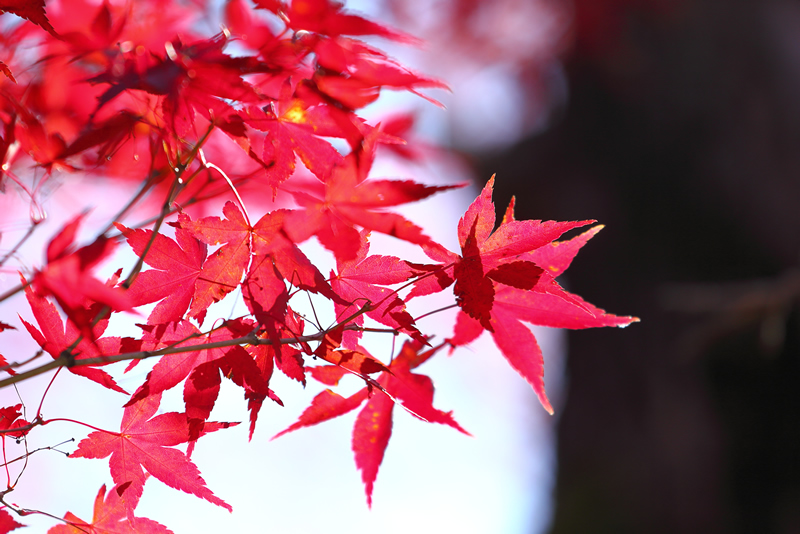 岡山後楽園　紅葉