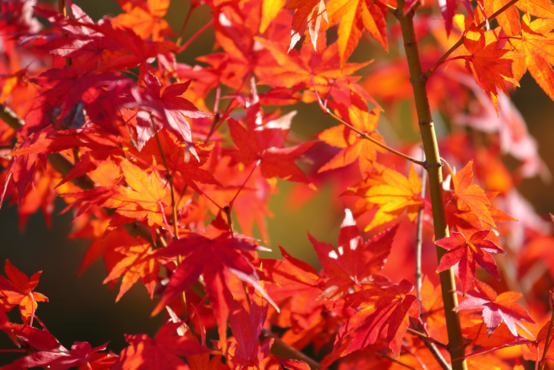 岡山後楽園　紅葉