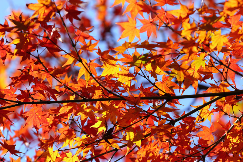 岡山後楽園　紅葉