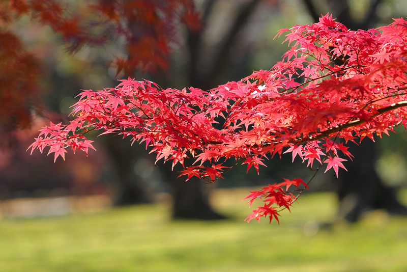 岡山後楽園　紅葉