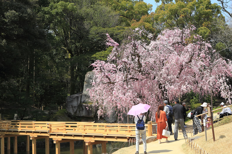 岡山後楽園　桜　2022