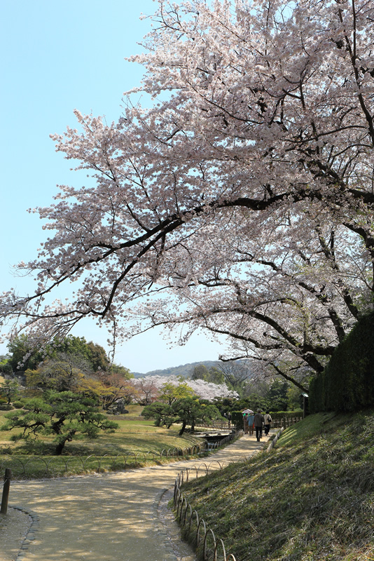 岡山後楽園　桜2022