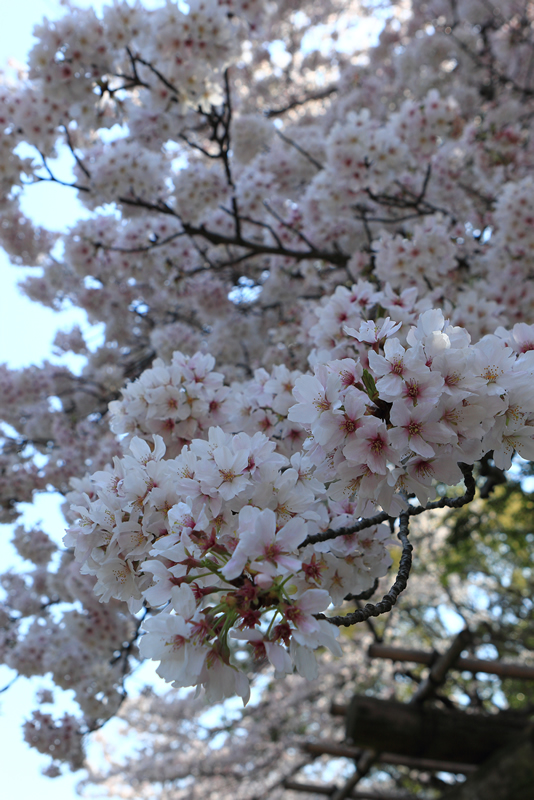 岡山後楽園　桜2022