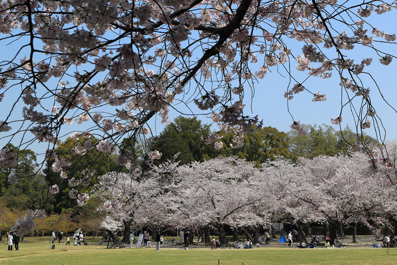 岡山後楽園　桜2022