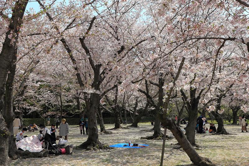 岡山後楽園　桜2022