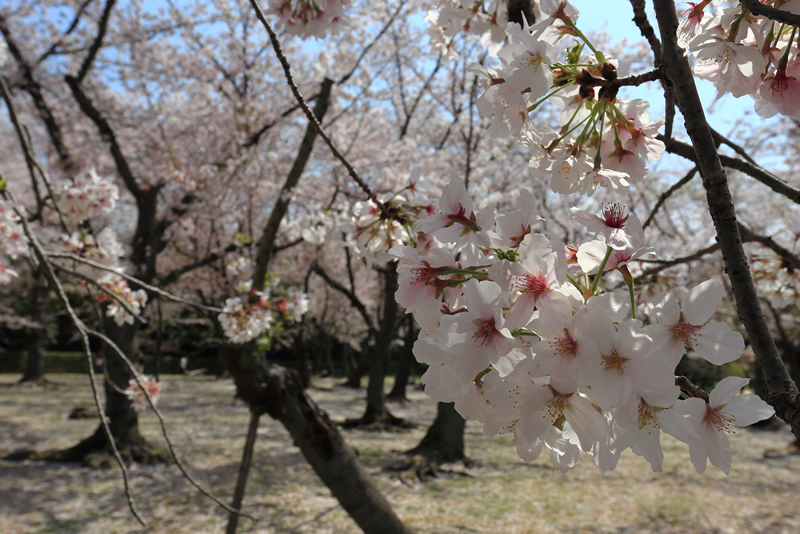 岡山後楽園　桜2022