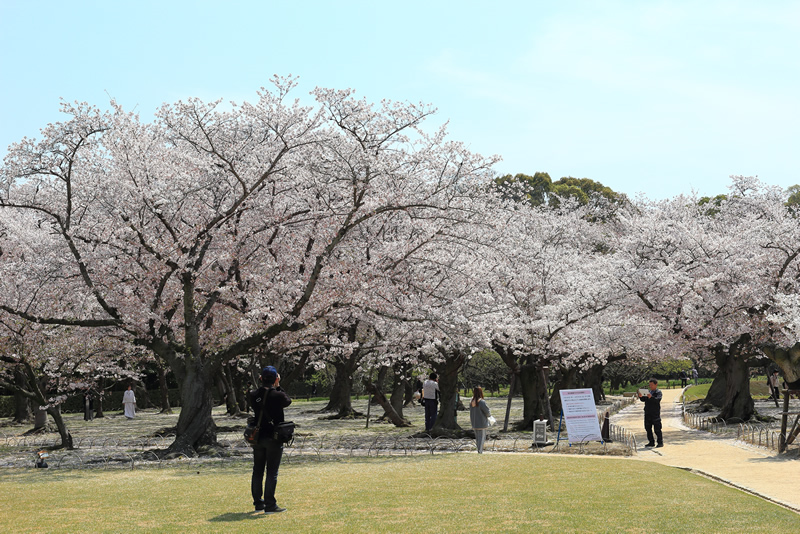 岡山後楽園　桜2022