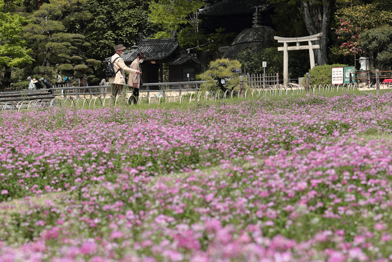 岡山後楽園　レンゲ2022