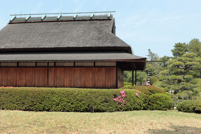 岡山後楽園　レンゲ 2022