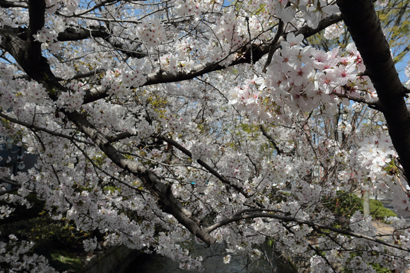 西川緑道公園　桜　2023