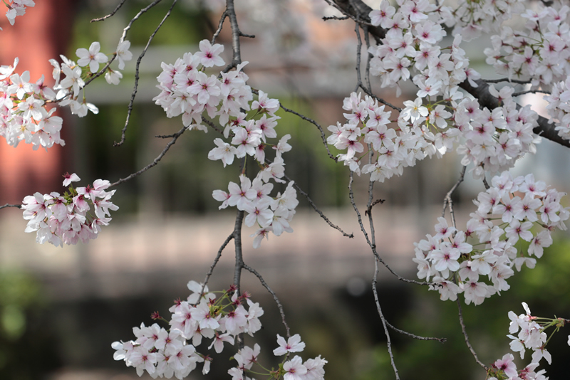 西川緑道公園　桜　2023