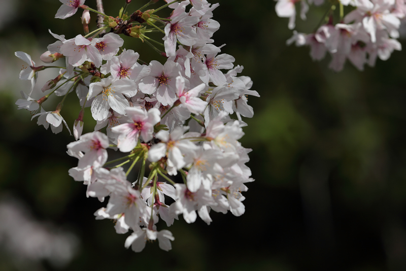 西川緑道公園　桜　2023