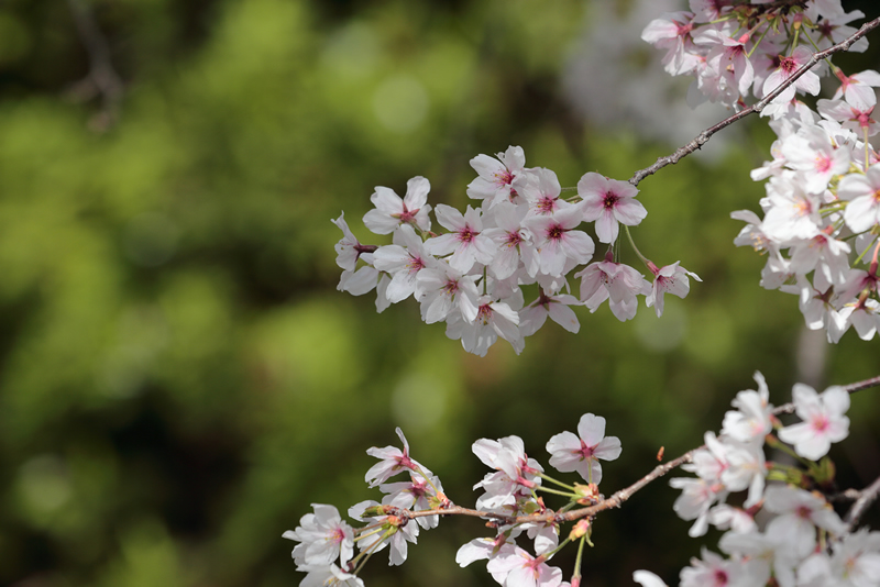 西川緑道公園　桜　2023