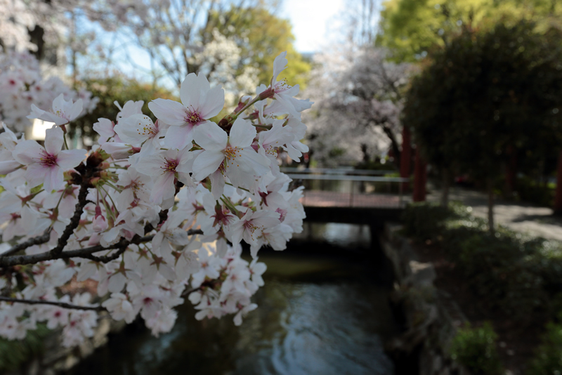 西川緑道公園　桜　2023