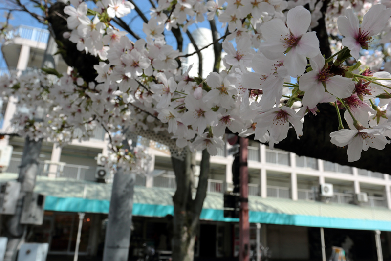 西川緑道公園　桜　2023