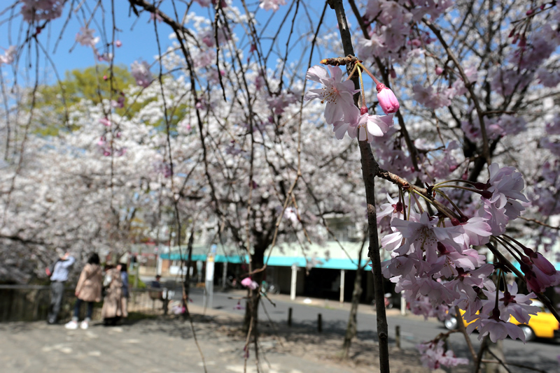 西川緑道公園　桜　2023