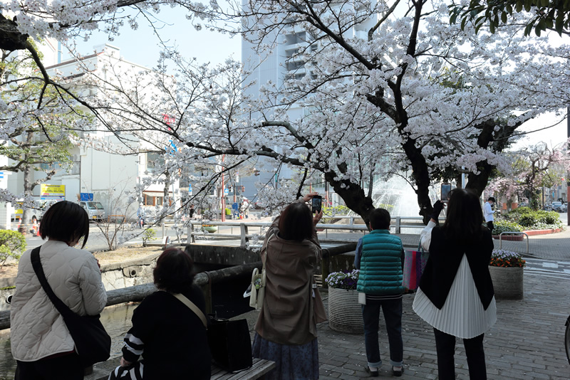 西川緑道公園　桜　2023