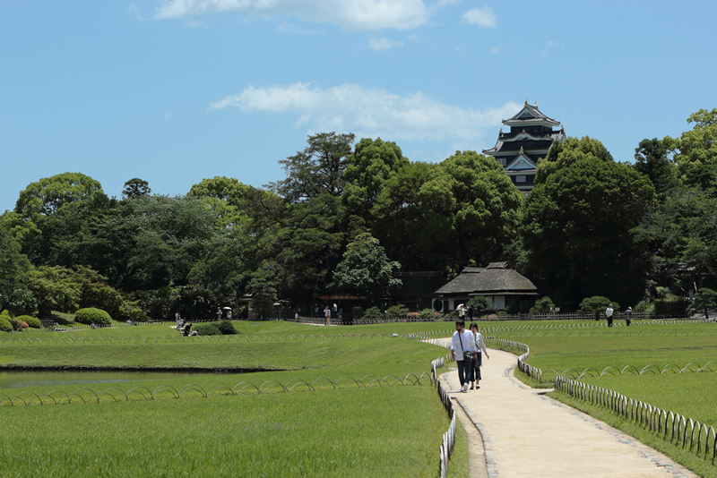 アジサイ 花菖蒲　岡山後楽園　2023年6月