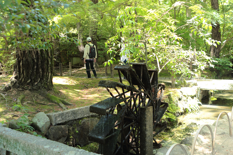 アジサイ 花菖蒲　岡山後楽園　2023年6月