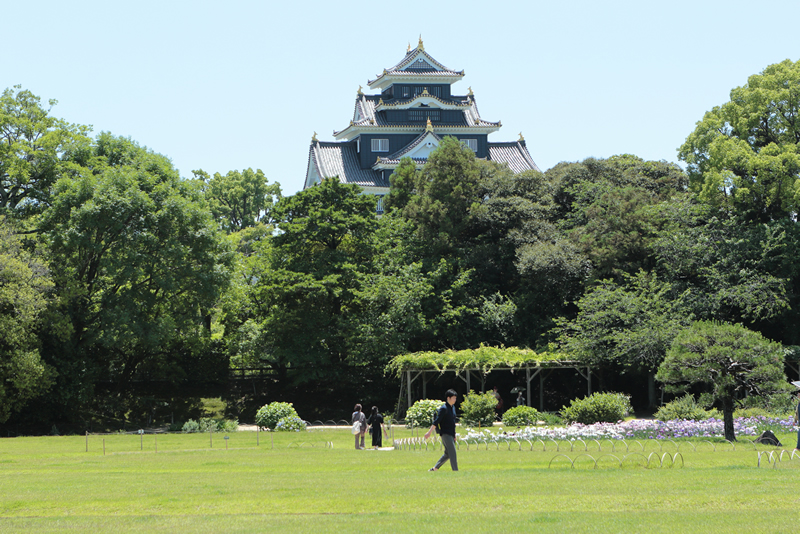 アジサイ 花菖蒲　岡山後楽園　2023年6月