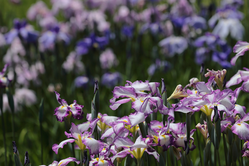 アジサイ 花菖蒲　岡山後楽園　2023年6月