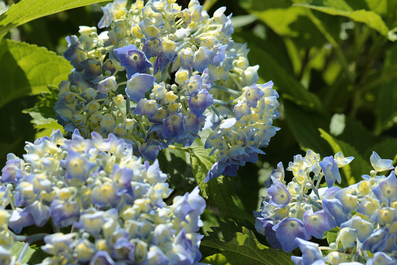 アジサイ 花菖蒲　岡山後楽園　2023年6月