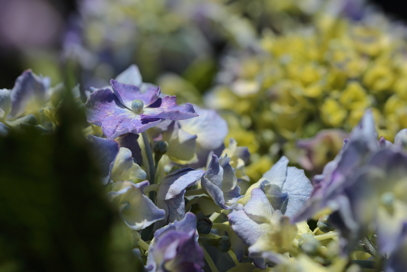 アジサイ 花菖蒲　岡山後楽園　2023年6月