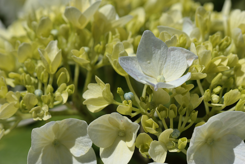 アジサイ 花菖蒲　岡山後楽園　2023年6月