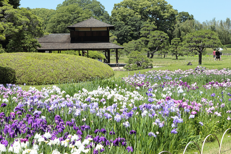 アジサイ 花菖蒲　岡山後楽園　2023年6月