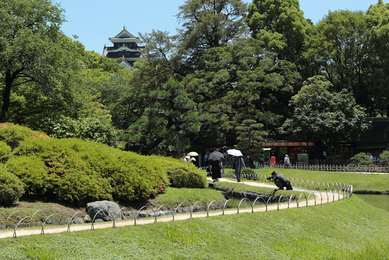 アジサイ 花菖蒲　岡山後楽園　2023年6月